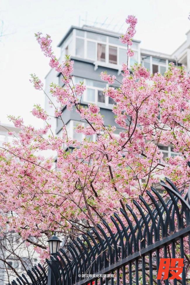 武汉樱花提前半个月开爆了 春花陆续绽放