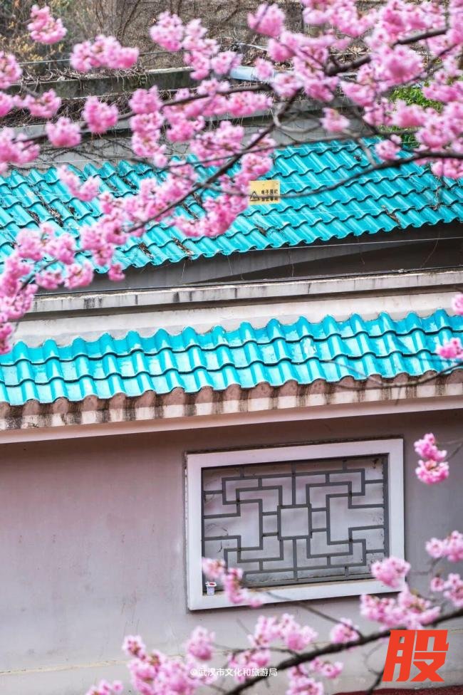 武汉樱花提前半个月开爆了 春花陆续绽放