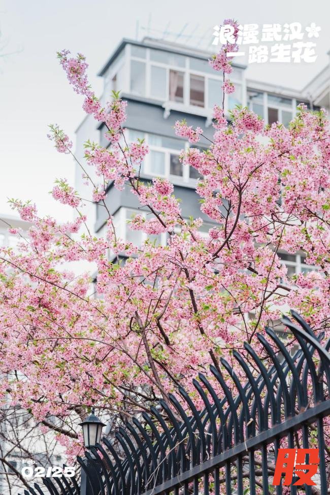 武汉樱花提前半个月开爆了