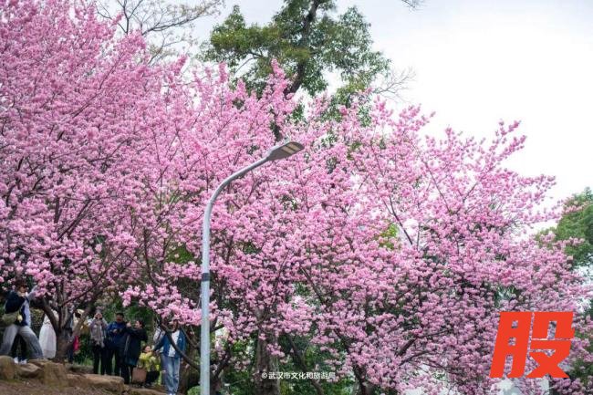 武汉樱花提前半个月开爆了 春花陆续绽放