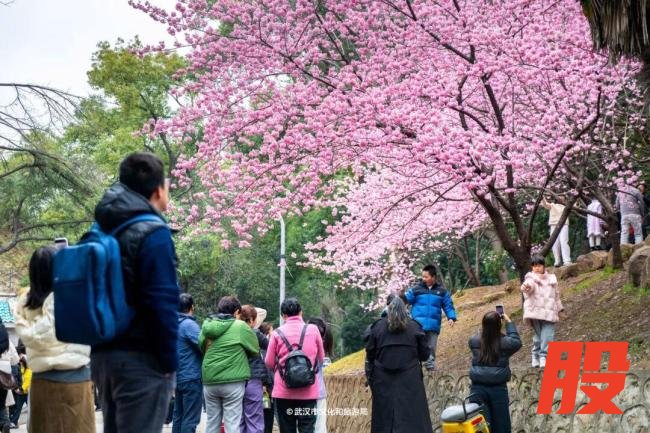 武汉樱花提前半个月开爆了 春花陆续绽放